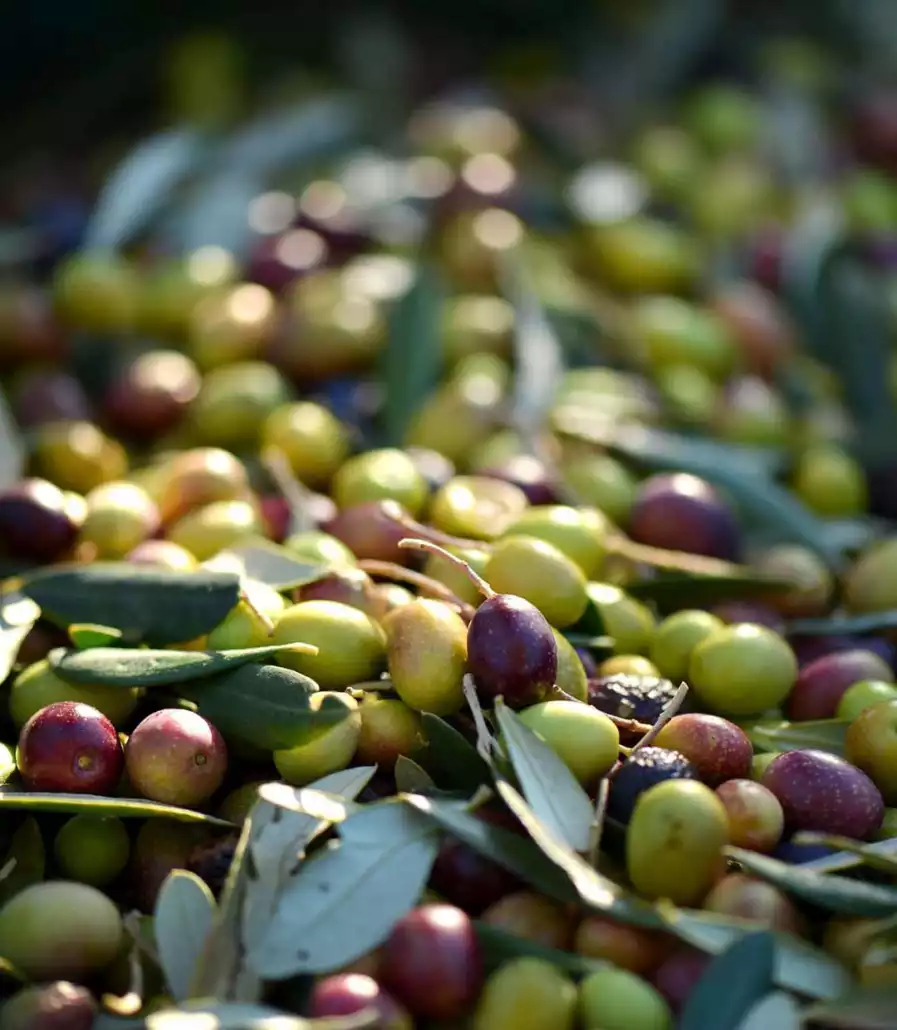 The polyphenol-rich Coratina olive plays the leading role in our olive oil